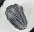Arched Phacops Trilobite - Great Eyes #20649-2